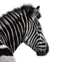Investec Internship Investec Internship